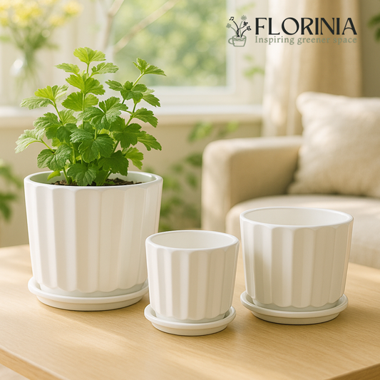 3-Piece White Ceramic Planter Pot Set with Fluted Design & Saucers