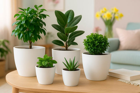 Florinia Matte Plastic Planter Set – 5 Sizes 10.7"/9.2"/7.9"/6.5"/5.4" ( without plants )