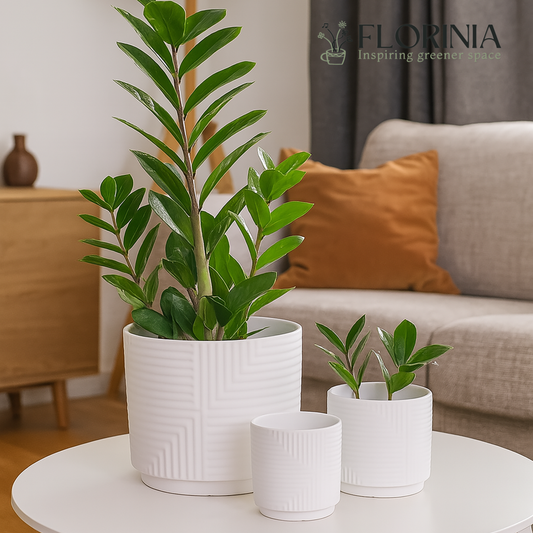 3-Piece White Stoneware Planter Set with Geometric Line Design
