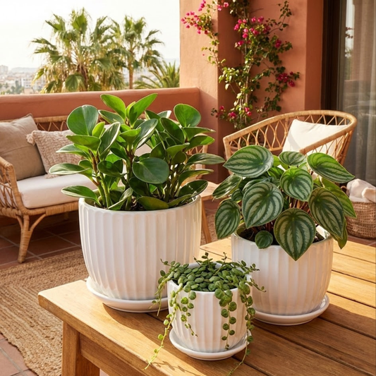 Three potted plants on a wooden table with a patio background