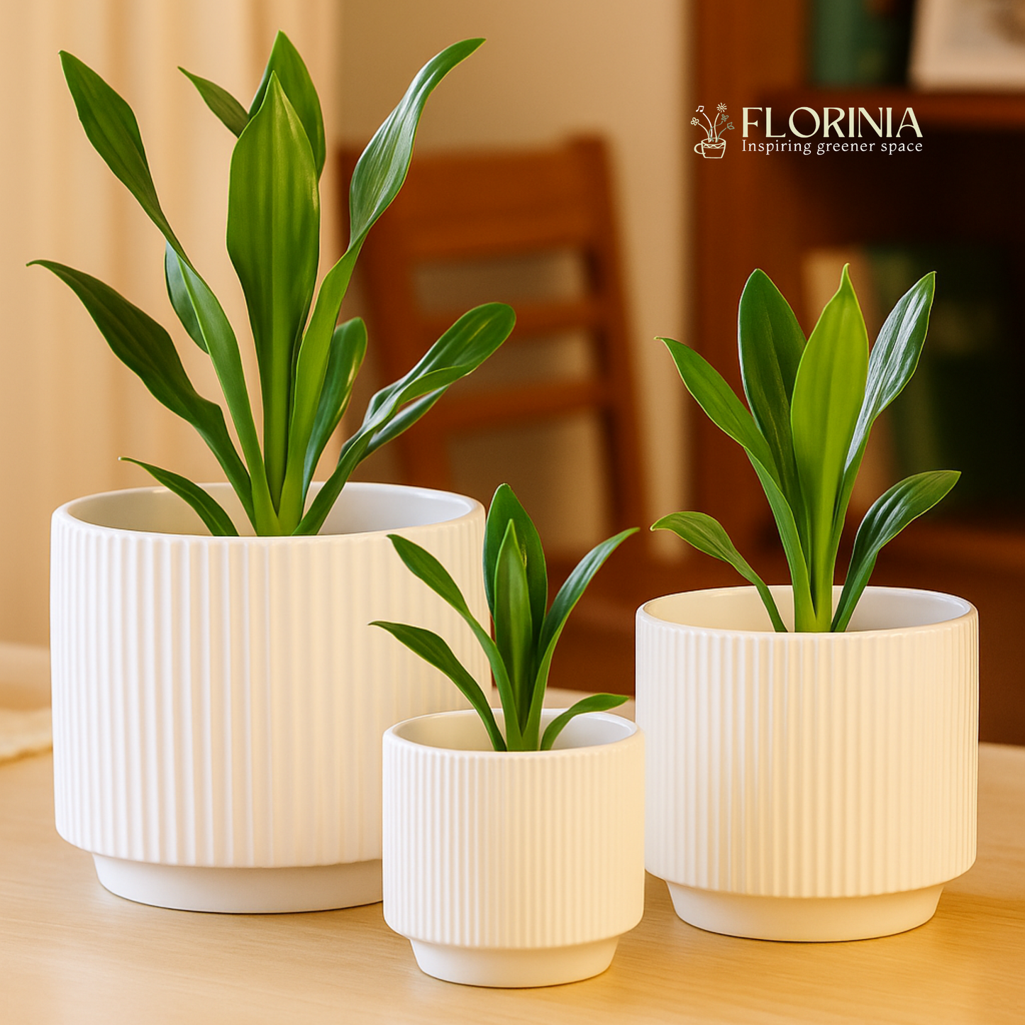 Three white ceramic planter pots with vertical ribbed texture, each holding green leafy plants, placed on a light wooden table in a softly lit room.