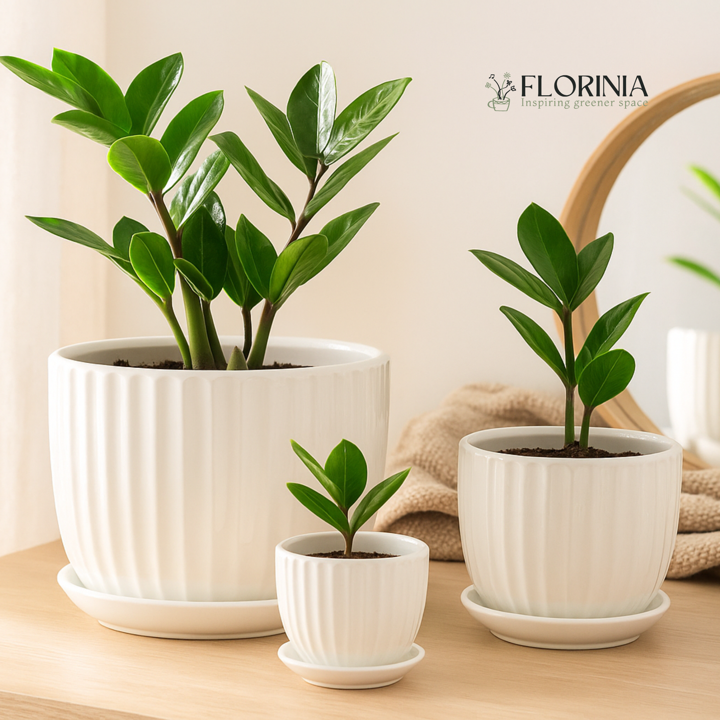Three white ceramic planter pots with subtle vertical grooves, each holding green ZZ plants, placed on a light wooden surface near a mirror in soft natural light.