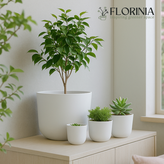 Set of four minimalist white ceramic planters with a small indoor tree, succulent, and green houseplants arranged on a light wooden cabinet beside a window in a bright modern room.