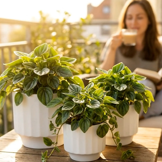 Nature’s Touch for Every Corner