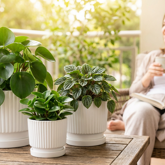 Calm Moments, Greener Spaces