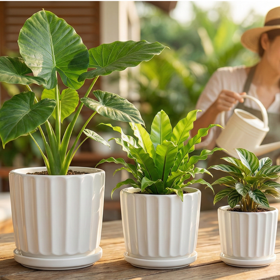 Perfect for peperomia, succulents, foliage, and your favorite indoor greens.